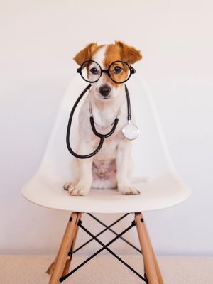 Pet-Insurance.jpg